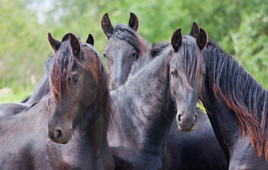 四匹美丽的黑马图片