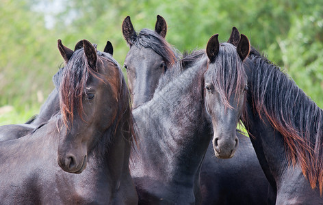 四匹美丽的黑马图片