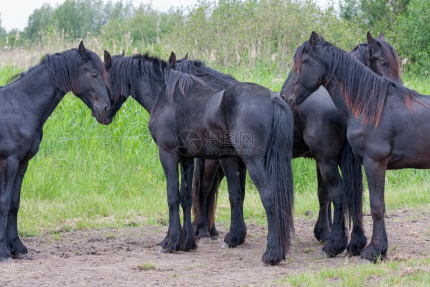 五匹美丽的黑马一起站在草地上图片