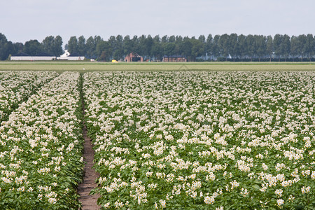 荷兰开花的马铃薯植物田图片