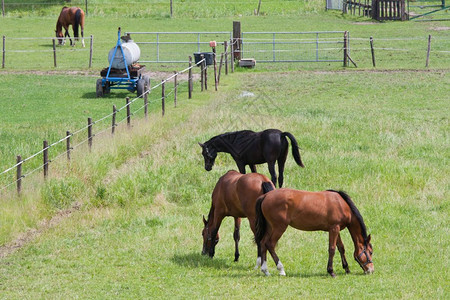 在有边界的草原上放牧马匹背景图片