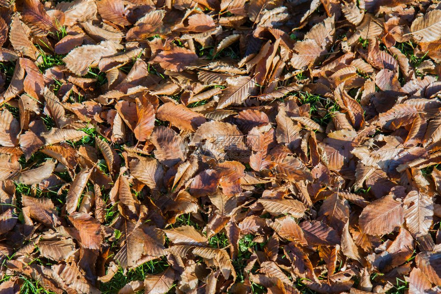 绿树底的秋叶图片