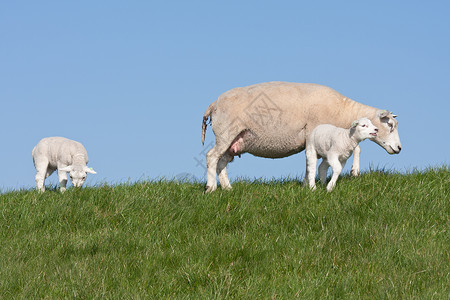 荷兰草原上的母羊和小羊羔图片