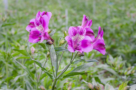 荷兰温室紫色花朵高清图片