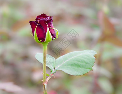 美丽的孤立红玫瑰在温室图片