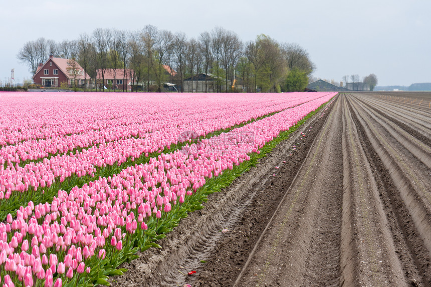 荷兰有许多红色和紫郁金香的大面积外田图片