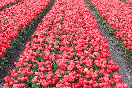 荷兰的红色郁金香大田图片