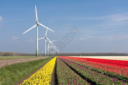 带有挡风堤的荷兰大色彩多的郁金香田图片