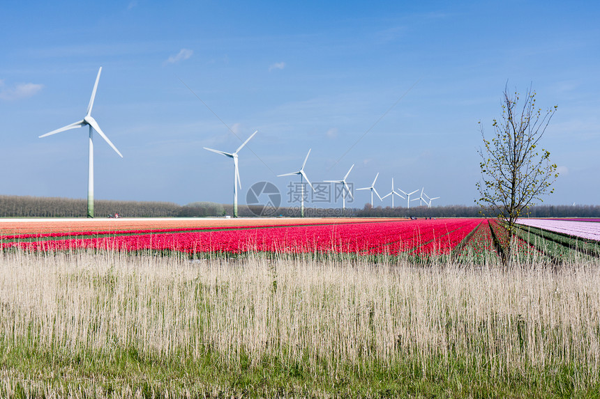 荷兰有风力涡轮机的多彩荷兰大色的郁金园图片
