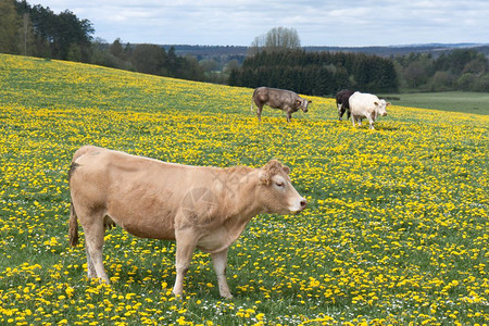 牛群在盛开的花朵中图片