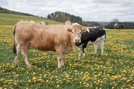 一片蒲公英地里的奶牛图片