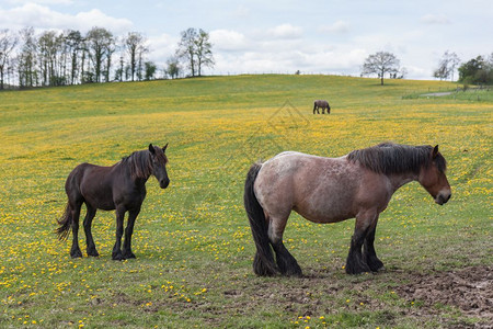 比利时草原的两匹马被黄色的花朵覆盖图片