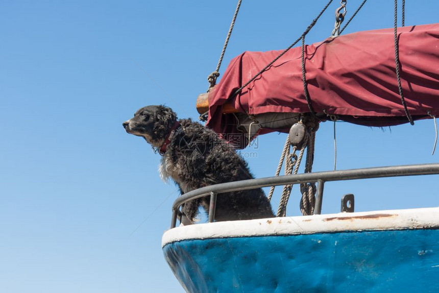 守门狗在保护帆船图片