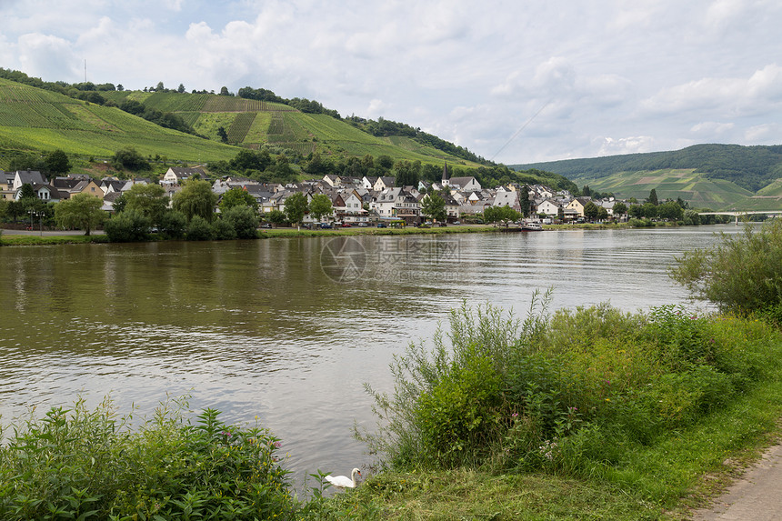 德国的Moselle河在Zell村前视线图片