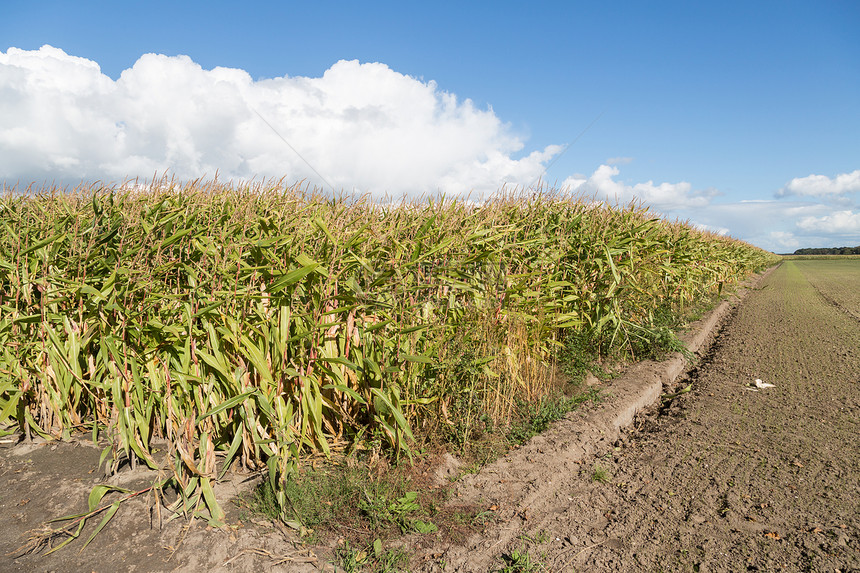 荷兰的玉米田图片