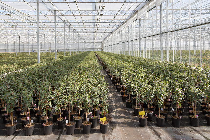 在一个荷兰温室中种植Fuchsia植物图片