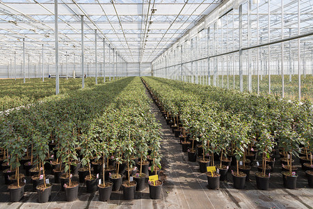 在一个荷兰温室中种植Fuchsia植物图片
