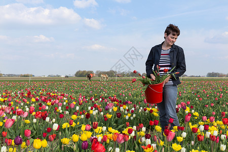 妇女在荷兰郁金香田采花图片