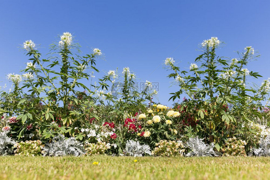 花园中美丽的白脊柱与蓝色的天空相对图片