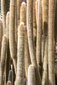 关闭植物园中许多大仙人掌背景图片