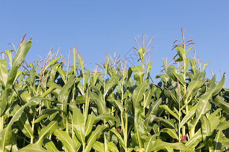 蓝色天空背景的荷兰玉米田背景图片