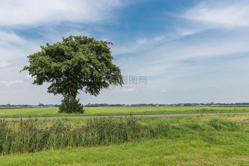 荷兰风景宽广的孤独树图片