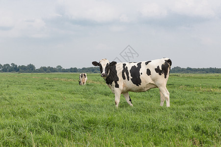 荷兰黑白奶牛农场图片
