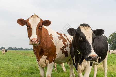 荷兰牧场好奇的牛图片
