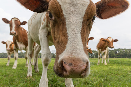 荷兰牧场奇的牛图片