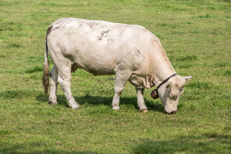 荷兰牧场中的白牛图片