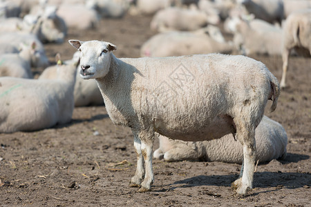 荷兰农村地区怀孕羊图片