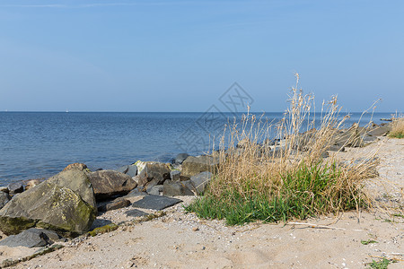 荷兰海岸布有石和灌图片
