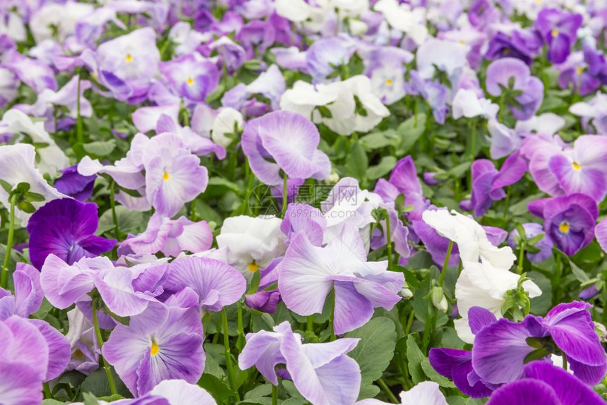 紫花朵田图片
