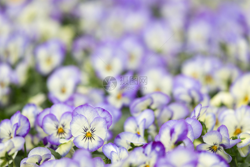 紫罗兰田地有选择聚焦于一朵特殊花图片