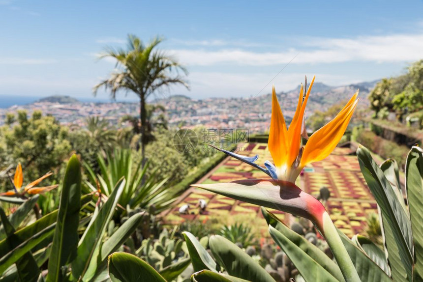 马德拉岛Funchal蒙特植物园的Strelitzia图片