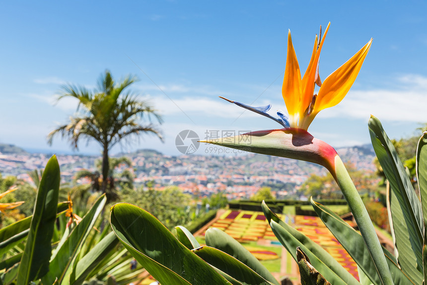 马德拉岛Funchal植物园中的Strelitzia图片