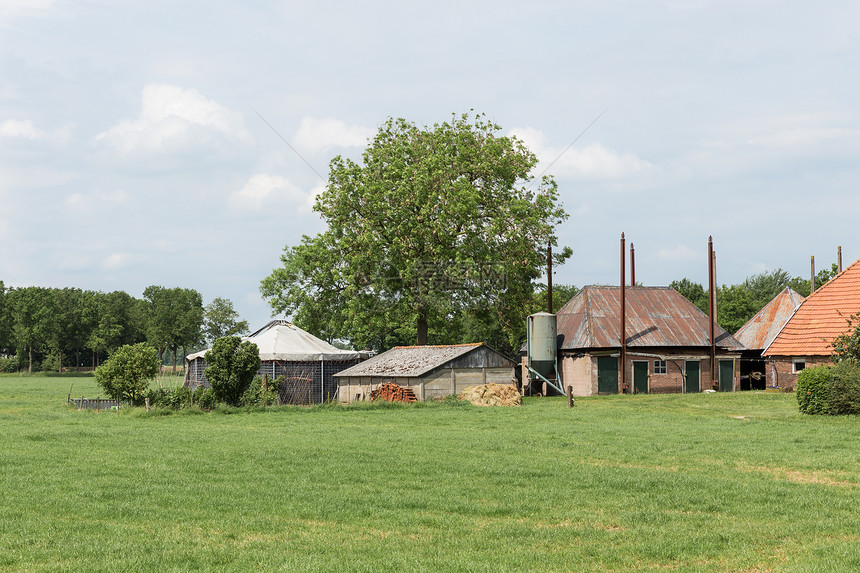 荷兰农村景观旧舍环绕绿草原图片