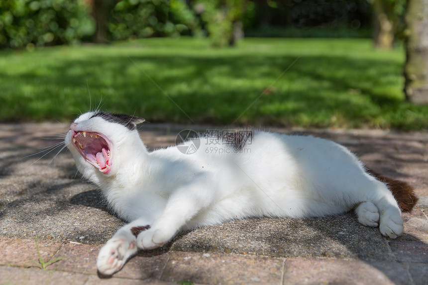 睡在花园里的懒惰黑白猫图片