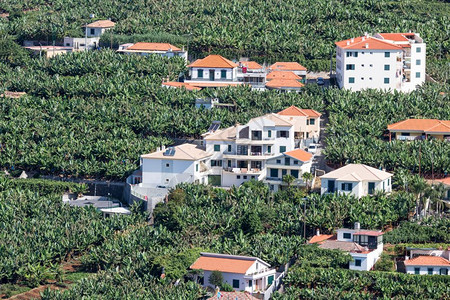 马德拉岛房屋和香蕉种植园的空中观视图片