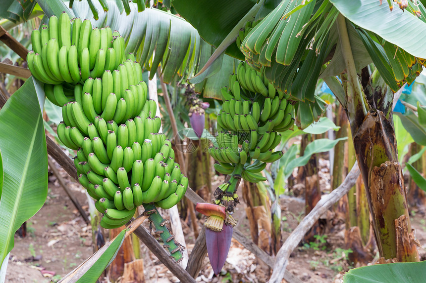 葡萄牙马德拉岛香蕉种植园图片