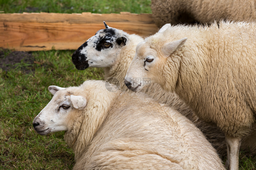 在荷兰牧场的三只可爱羊图片