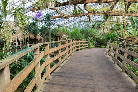 带有热花园的荷兰温室Wooden桥图片