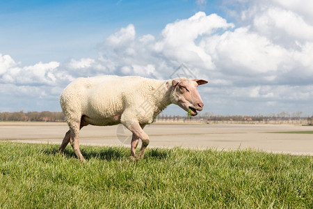 红头羊在荷兰顶上放牧图片