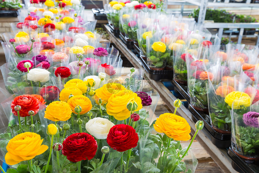 花朵多彩的温室包在塑料胶封上准备运送到花店图片