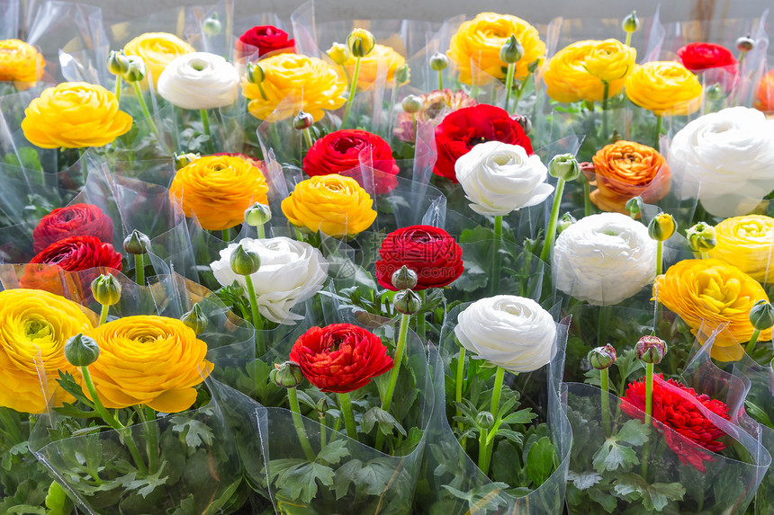 花朵多彩的温室包在塑料胶封上准备运送到花店图片