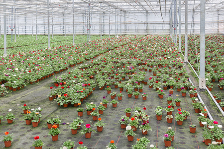 荷兰温室种植多彩花朵图片