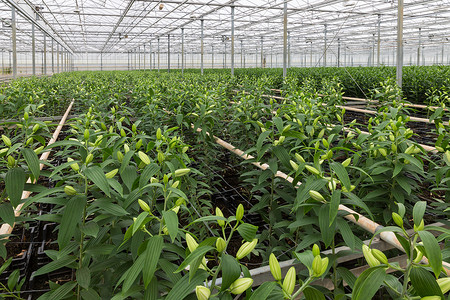 种植百合花的荷兰温室高清图片