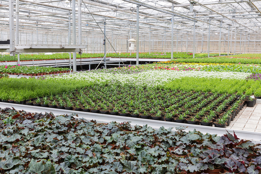 荷兰温室种植数物和花卉图片