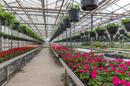 荷兰花园中心在温室出售植物高清图片