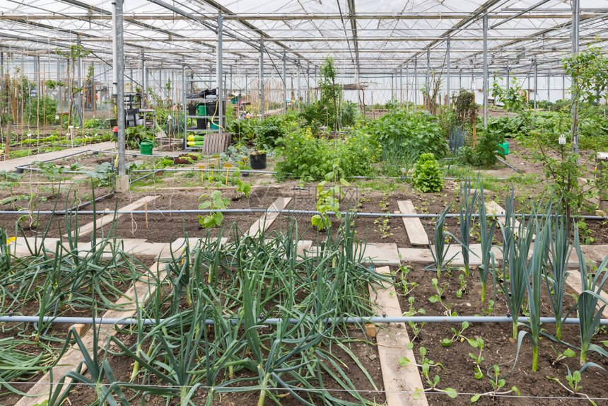 几个菜园的荷兰温室图片